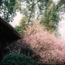 成都旅游 缩略图 7