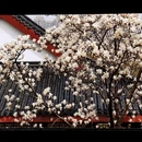 武汉旅游 缩略图 6