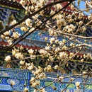 沈阳旅游 缩略图 5