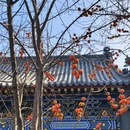 沈阳旅游 缩略图 10