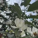 成都旅游 缩略图 5
