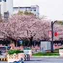 无锡旅游 缩略图 1