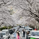 青岛旅游 缩略图 5