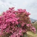 黄山旅游 缩略图 9