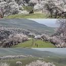 伊犁旅游 缩略图 2