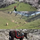 伊犁旅游 缩略图 8