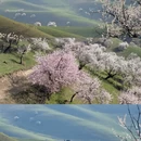 伊犁旅游 缩略图 5