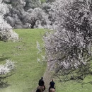 伊犁旅游 缩略图 11