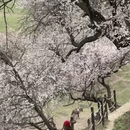 伊犁旅游 缩略图 17