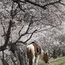 伊犁旅游 缩略图 18