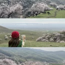 伊犁旅游 缩略图 16