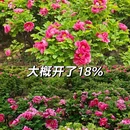洛阳旅游 缩略图 2