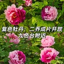 洛阳旅游 缩略图 3