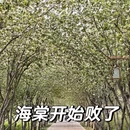 洛阳旅游 缩略图 18