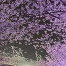 上海旅游 缩略图 5