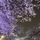 上海旅游 缩略图 4