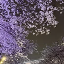 上海旅游 缩略图 9