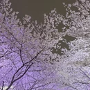 上海旅游 缩略图 8