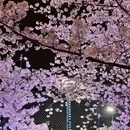 上海旅游 缩略图 7