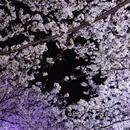 上海旅游 缩略图 10