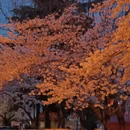 青岛旅游 缩略图 2