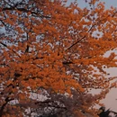 青岛旅游 缩略图 3