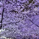 上海旅游 缩略图 6