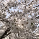 上海旅游 缩略图 9