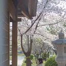 石家庄旅游 缩略图 3