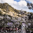 绍兴旅游 缩略图 17