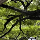 杭州旅游 缩略图 7