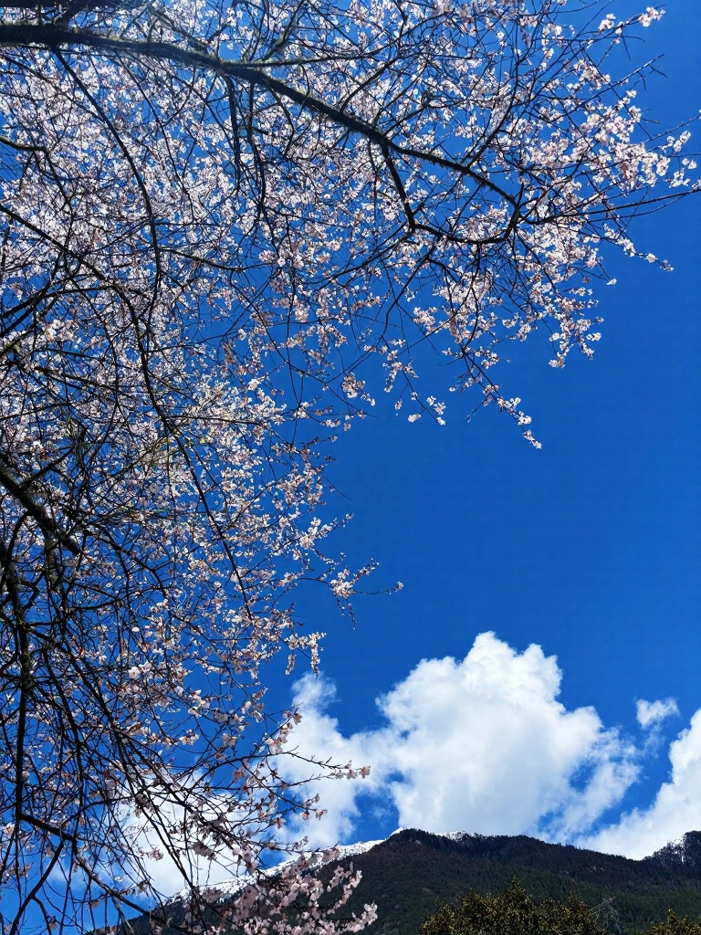 林芝旅游