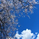 林芝旅游 缩略图 1