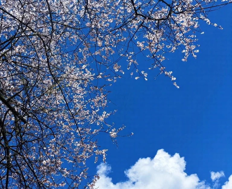林芝旅游 1