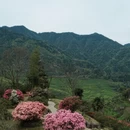 黄山旅游 缩略图 7