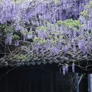 南京旅游 缩略图 8