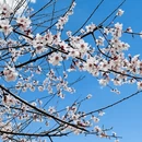 林芝旅游 缩略图 7