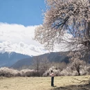 林芝旅游 缩略图 5