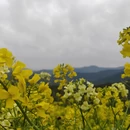 黄山旅游 缩略图 5