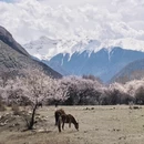 林芝旅游 缩略图 6