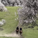 伊犁旅游 缩略图 2