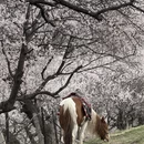伊犁旅游 缩略图 3