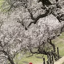 伊犁旅游 缩略图 7