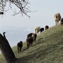 伊犁旅游 缩略图 8