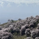 伊犁旅游 缩略图 16