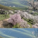伊犁旅游 缩略图 17