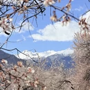 林芝旅游 缩略图 1