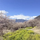 林芝旅游 缩略图 4