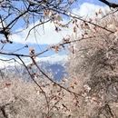 林芝旅游 缩略图 3