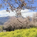 林芝旅游 缩略图 6